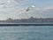 Seagulls flight maneuvers over the sea of â€‹â€‹bosphorus of istanbul