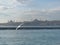 Seagulls flight maneuvers over the sea of â€‹â€‹bosphorus of istanbul