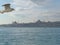 Seagulls flight maneuvers over the sea of â€‹â€‹bosphorus of istanbul