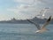 Seagulls flight maneuvers over the sea of â€‹â€‹bosphorus of istanbul