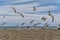 Seagulls flight over the beach