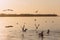 Seagulls in flight over the Gulf of Finland at sunset. Frozen movement of birds. Seascape in the evening. Peterhof