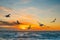 Seagulls in flight over sea at sunset.