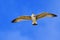 Seagulls in flight Romania 196