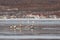 Seagulls floating on ice floe in sea on blurred background of coastal settlement. Winter seascape with wild seabirds.