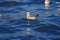 Seagulls floating in the water ,