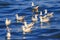 Seagulls floating in the water ,