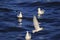 Seagulls floating in the water ,