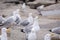 Seagulls flock along the beach along the Atlantic Ocean