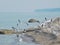 A seagulls flock flying on the beach