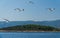 Seagulls flock on Island Hvar, Adriatic sea, Croatia