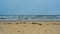 Seagulls fly above wide sand beach and rolling waves