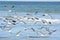 Seagulls fly as a flock out of the shoreline tidal pool