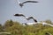 Seagulls fly in fresh blue days