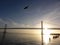 Seagulls fly in front of San Francisco side of Bay Bridge