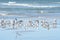 Seagulls fly in and out of the Atlantic ocean tidal pool