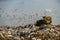 Seagulls fly over piles of garbage. A bulldozer tractor works at a large landfill near Kyiv, Ukraine. May 2016