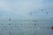 Seagulls fly over the sea in search of food. Horizontal photo