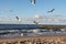 Seagulls fly on the shores of the Baltic Sea.