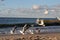 Seagulls fly on the shores of the Baltic Sea.