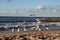 Seagulls fly on the shores of the Baltic Sea.