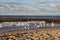 Seagulls fly on the shores of the Baltic Sea.