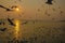 Seagulls fly in the sky at Bang Pu,Thailand.