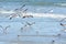 The seagulls fly in unison just above the shallow tidal pool