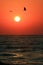 Seagulls flying above the Sea in Sunrise