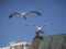 Seagulls flying against a blue sky.