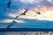 Seagulls flying against evening twilight skies Varna bay