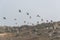 Seagulls flying in the air, Cabo Ledo, Luanda, Angola