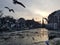 Seagulls flying in Amsterdam over the frozen Amstel river during sunset