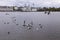 Seagulls flying and bathing with ducks in lake Tjornin in Reykjavi