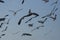 Seagulls flying on the beach