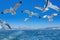 Seagulls flying behind the ferry, Istanbul