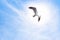 Seagulls flying Bird Seagull seaside animal nature fly with sunlight through.