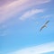 Seagulls flying on bright cloudy sky background