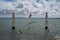 Seagulls flying in the Cais das Colunas in the Tagus River, Lisbon