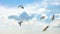 Seagulls flying on the cloudy sky. Animal's life concept.