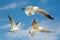 Seagulls flying group