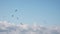 Seagulls  Flying In Group On Blue Sky
