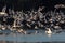Seagulls flying on the Nebunu lake at sunset