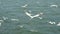 Seagulls flying in open sea