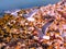 Seagulls flying over Conch shells