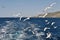 Seagulls flying over sea behind the ship