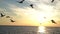 Seagulls are flying over sea surface at sunset time, dark silhouettes of birds in sky