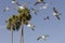 Seagulls Flying Palm Trees