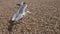 Seagulls flying - the pebbles.