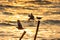 Seagulls flying and sitting on a post under golden light.